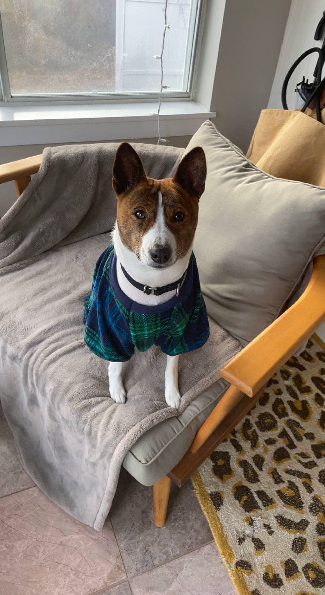 Milo joined the competition — help win amazing prizes! carnivore, chair, comfort, companion_dog, couch, dog, dog_breed, dog_supply, fawn, flooring, furniture, linens, living_room, outdoor_furniture, pet_supply, pillow, room, window, wood, working_animal