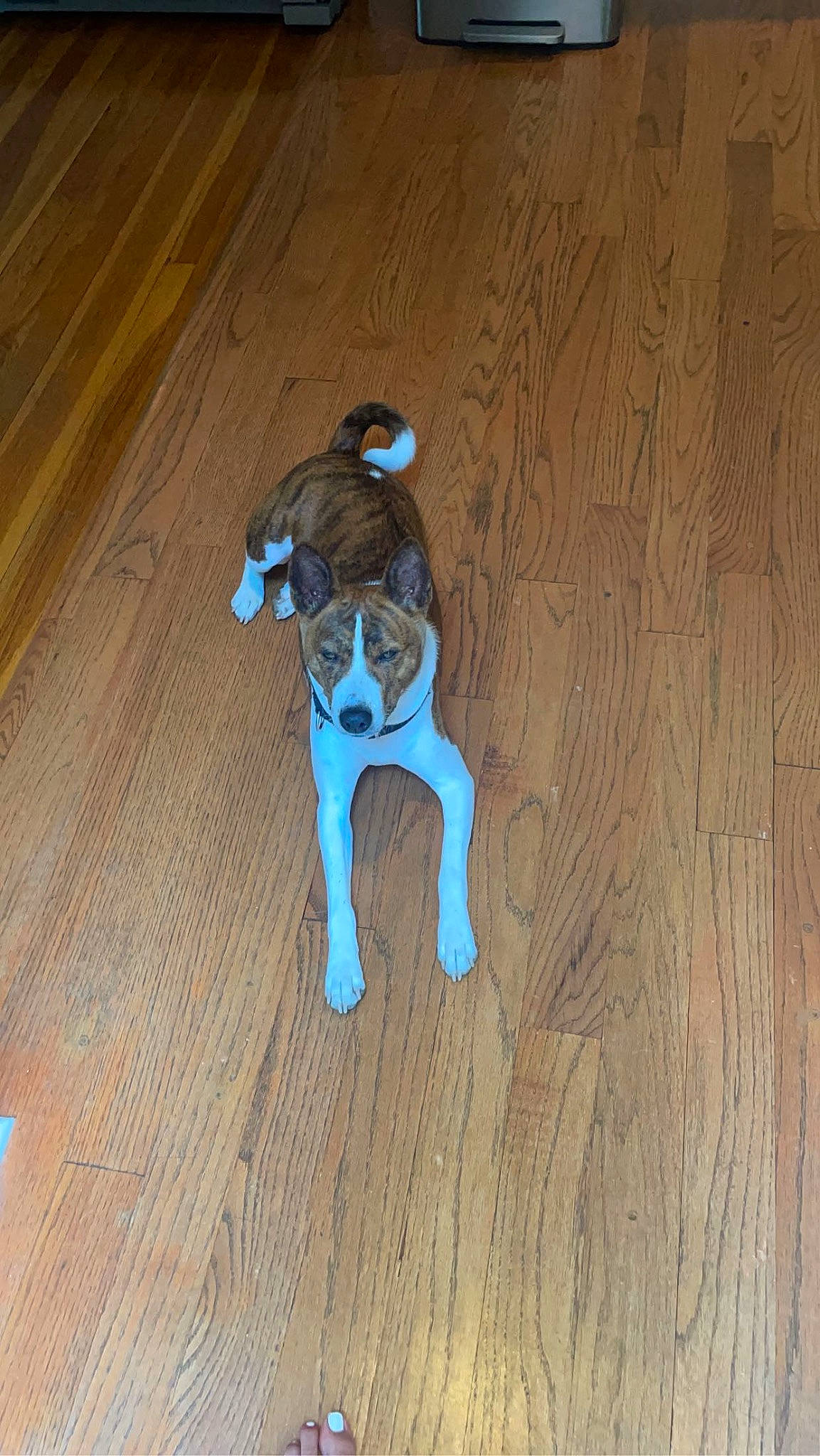Milo is registered to the contest to win money with this photo: carnivore, companion_dog, dog, dog_breed, electric_blue, fawn, floor, flooring, hardwood, laminate_flooring, pet_supply, plank, plywood, snout, tail, varnish, wood, wood_flooring, wood_stain, working_animal