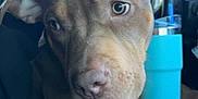 Staxx is registered to the contest to win money with this photo: dog, pet, car_interior, close_up, brown_dog, curious, seat, center_console, coins, cup, window, daylight, ears, snout, paw, leather, dashboard, blurred_background, animal, companion