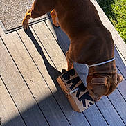 Staxx is registered to the contest to win money with this photo: dog, brown_dog, cardboard_box, outdoor, wooden_deck, sunlight, shadow, grass, collar, pet, animal, sniffing, curious, daylight, texture, flooring, playful, domestic_animal, side_view, canine