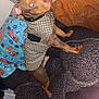 Staxx joined the competition — help win amazing prizes! dog, brown_dog, houndstooth_jacket, blanket, patterned_blanket, couch, indoor, wood_floor, furniture, pet_clothing, dog_bed, cozy, animal, household, domestic, canine, fabric, comfort, decor, casual