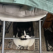 Boba is registered to the contest to win money with this photo: cat, black_and_white_cat, green_eyes, chair, metal_bar, carpet, indoor, pet, animal, feline, curious, resting, floor, home, domestic, fur, whiskers, paws, looking_up, cozy