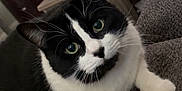 Boba joined the competition — help win amazing prizes! cat, black_and_white, indoor, feline, pet, green_eyes, curious, relaxed, sofa, table, plant, lotion_bottle, home, cozy, close_up, whiskers, fur, paw, looking, domestic