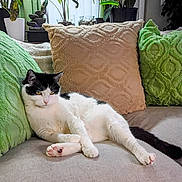 Kitty Witty joined the competition — help win amazing prizes! beige_pillow, black_and_white_cat, cat, comfortable, couch, cozy, domestic_animal, feline, fur, green_pillow, houseplants, indoor, living_room, paw, pet, pillows, relaxed, resting, tail, whiskers