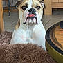 animal, blanket, brown, bulldog, companion, cozy, cute, dog, domestic, expression, floor, fur, furniture, indoor, pet, portrait, relaxed, table, tile, tongue