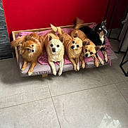 Les Bidouilles a rejoint le concours — aidez-le/la à gagner de superbes lots ! dog, pets, indoor, bed, blanket, red_wall, floor, tile_floor, group, animal, cute, small_dog, brown_dog, black_dog, resting, looking, fur, ears, tail, wooden_frame