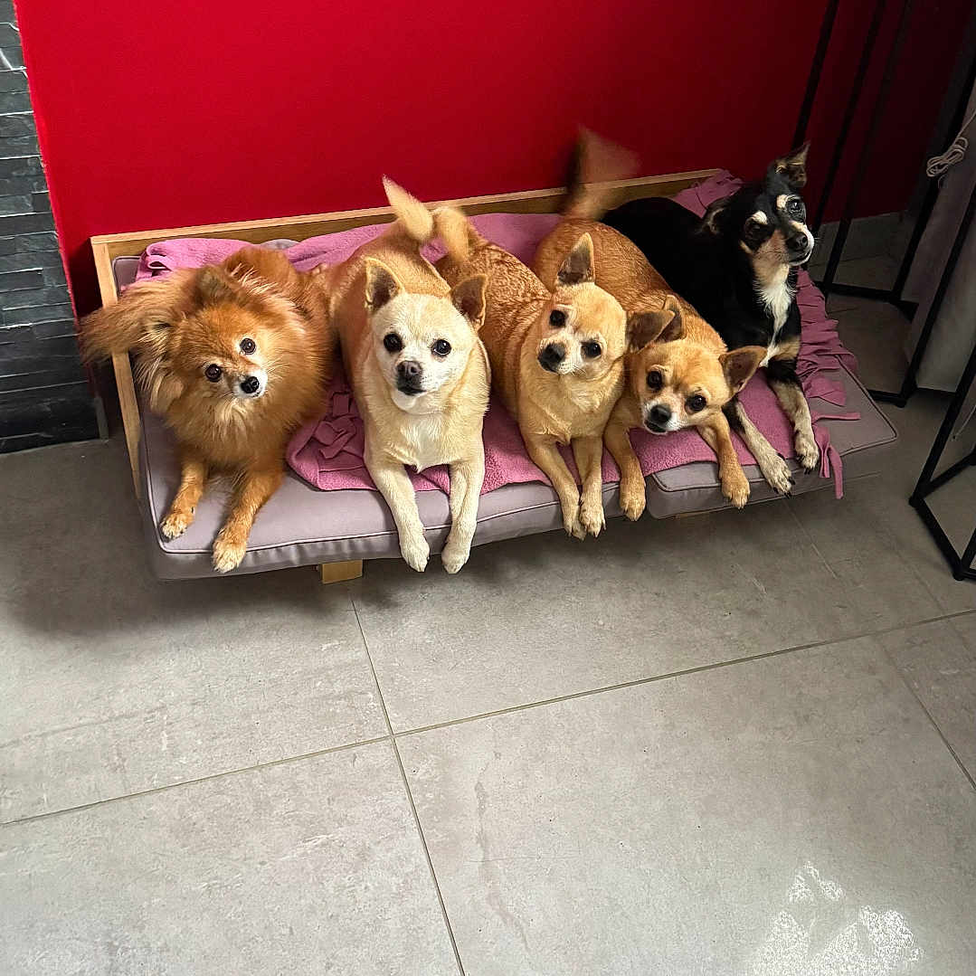 Les Bidouilles a rejoint le concours — aidez-le/la à gagner de superbes lots ! animal, bed, black_dog, blanket, brown_dog, cute, dog, ears, floor, fur, group, indoor, looking, pets, red_wall, resting, small_dog, tail, tile_floor, wooden_frame