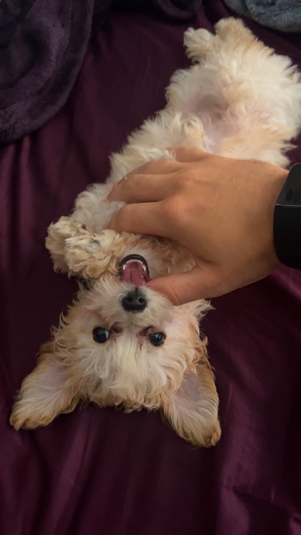 Chaos joined the competition — help win amazing prizes! bichon, canidae, carnivore, companion_dog, dog, dog_breed, fur, gesture, hat, head, maltepoo, poodle_crossbreed, puppy_love, small_terrier, sporting_group, sunglasses, terrier, toy_dog, white, working_animal