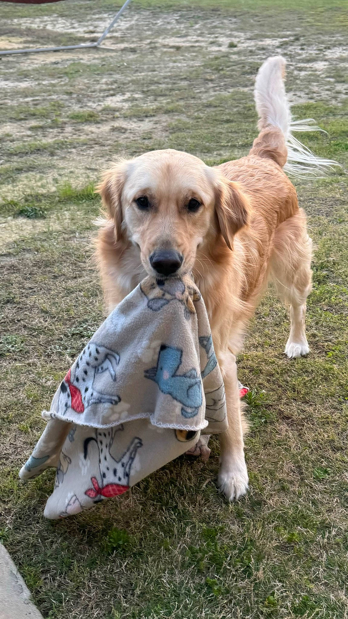 Oakley is registered to the contest to win money with this photo: canidae, carnivore, chair, collar, companion_dog, dog, dog_breed, dog_clothes, dog_collar, dog_supply, fashion_accessory, fawn, grass, leash, plant, recreation, sporting_group, tail, toy, wing