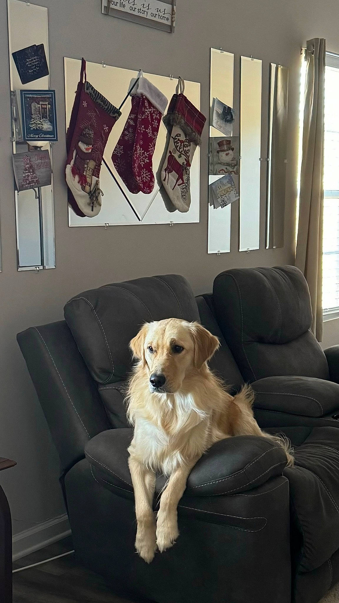 Oakley joined the competition — help win amazing prizes! building, carnivore, chair, comfort, companion_dog, couch, dog, dog_breed, fawn, floor, flooring, furniture, interior_design, living_room, picture_frame, sofa_bed, studio_couch, table, window, wood