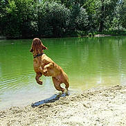 Darwin a rejoint le concours — aidez-le/la à gagner de superbes lots ! dog, water, pond, leaping, sand, nature, trees, outdoor, animal, playful, collar, green, summer, sunlight, ripples, shore, canine, joy, active, park