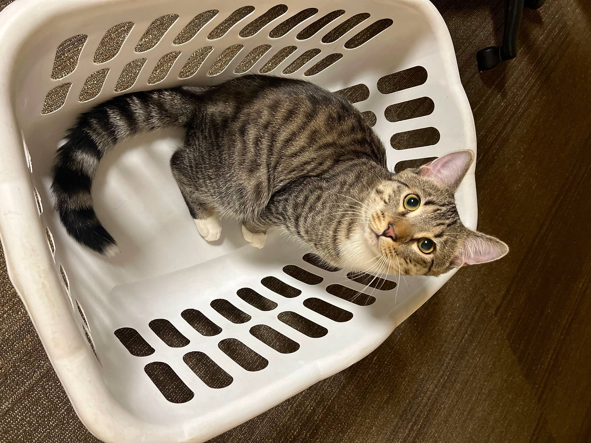 Bam joined the competition — help win amazing prizes! animal_feed, carnivore, cat, comfort, domestic_short_haired_cat, felidae, font, fur, metal, office_equipment, pet_supply, rectangle, small_to_medium_sized_cats, tail, terrestrial_animal, whiskers