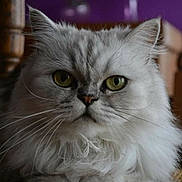 Francine Degheselle a rejoint le concours — aidez-le/la à gagner de superbes lots ! cat, fluffy, gray, green_eyes, indoor, feline, closeup, whiskers, pet, animal, fur, portrait, resting, cute, domestic, mammal, face, expression, calm, background_blur