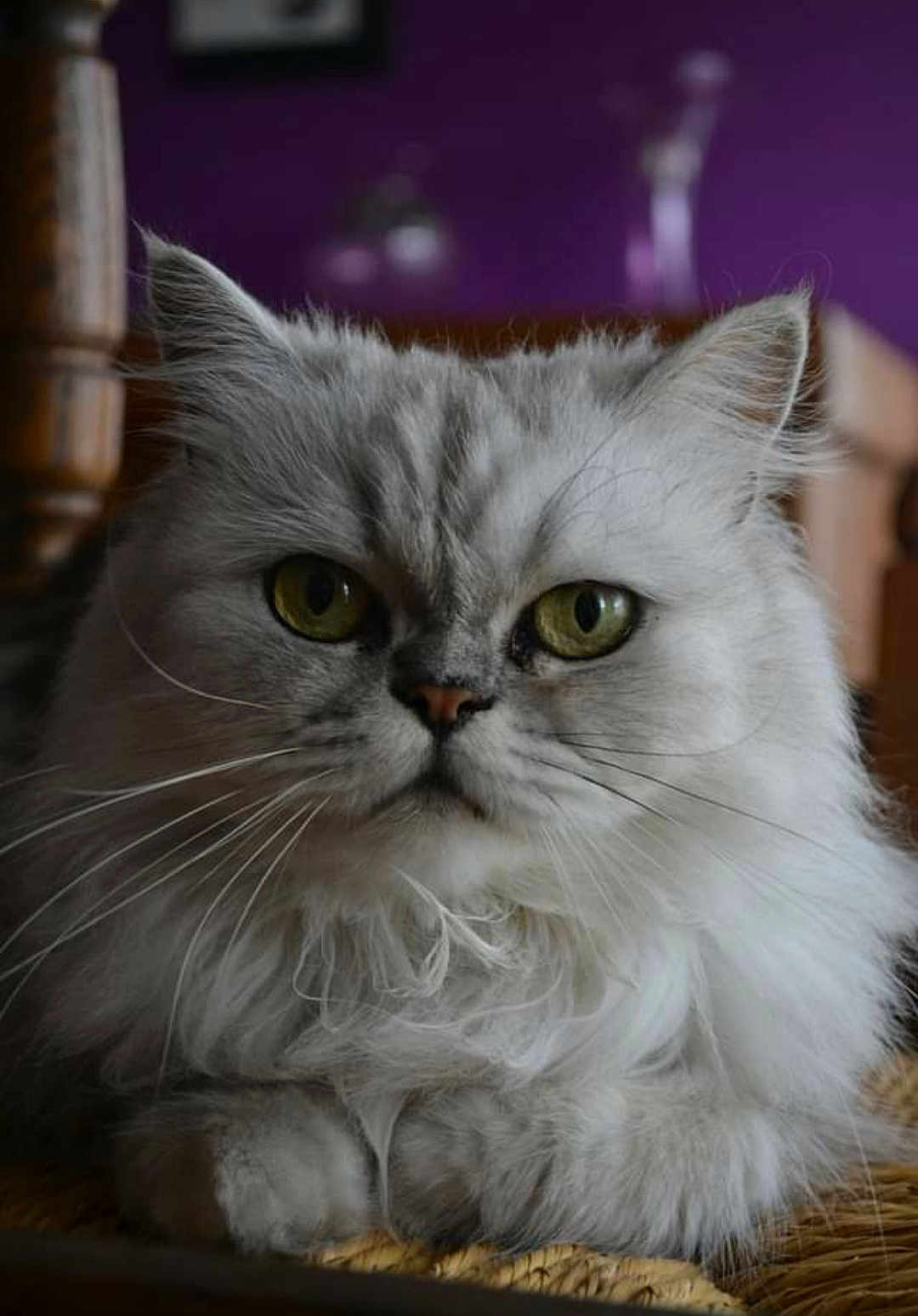 Francine Degheselle a rejoint le concours — aidez-le/la à gagner de superbes lots ! cat, fluffy, gray, green_eyes, indoor, feline, closeup, whiskers, pet, animal, fur, portrait, resting, cute, domestic, mammal, face, expression, calm, background_blur