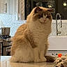 appliances, cabinet, calm, cat, countertop, domestic, faucet, feline, fluffy_cat, household, indoor, kitchen, orange_toy, pet, reflective_surface, sink, sitting, towel, white_and_brown, window