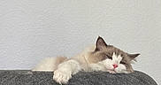 Serafina is registered to the contest to win money with this photo: animal, calm, cat, cat_condo, cozy, cute, domestic_cat, feline, fur, gray, home, indoor, lazy, paw, pet, pink_nose, relaxed, resting, sleeping, white