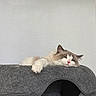 animal, calm, cat, cat_condo, cozy, cute, domestic_cat, feline, fur, gray, home, indoor, lazy, paw, pet, pink_nose, relaxed, resting, sleeping, white