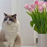 Serafina joined the competition — help win amazing prizes! blue_eyes, calm, cat, cute, decor, domestic_cat, feline, flower_vase, flowers, fluffy_cat, green_leaves, indoor, marble_surface, pet, pink_tulips, plant, sitting, tulips, white_tulips, white_wall