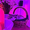 basket, cat, cozy, decor, flowers, fur, home, indoor, leaf, pet, pink_light, plant, purple_light, relaxing, resting, sleepy, table, toilet_paper, vase, wood