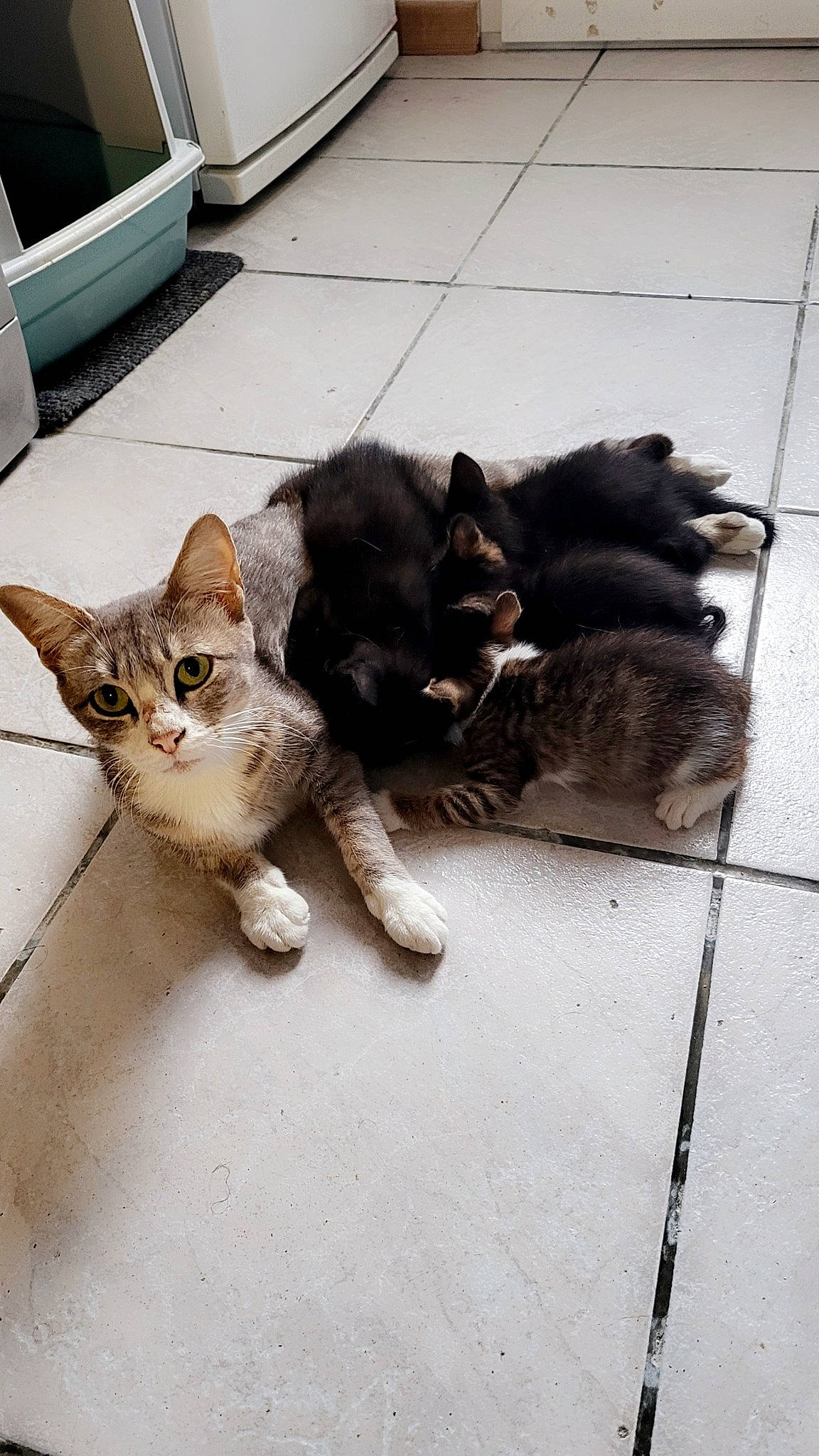 Tyna a rejoint le concours — aidez-le/la à gagner de superbes lots ! asphalt, carnivore, cat, claw, domestic_short_haired_cat, felidae, floor, flooring, fur, grey, mammal, metal, paw, road_surface, sidewalk, small_to_medium_sized_cats, snout, tail, whiskers, wood