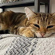 Louloute participe au concours pour gagner de l'argent avec cette photo : cat, tabby, sleepy, pet, animal, feline, indoors, blanket, cozy, resting, fur, cute, closeup, face, ears, whiskers, home, soft, relaxed, nap