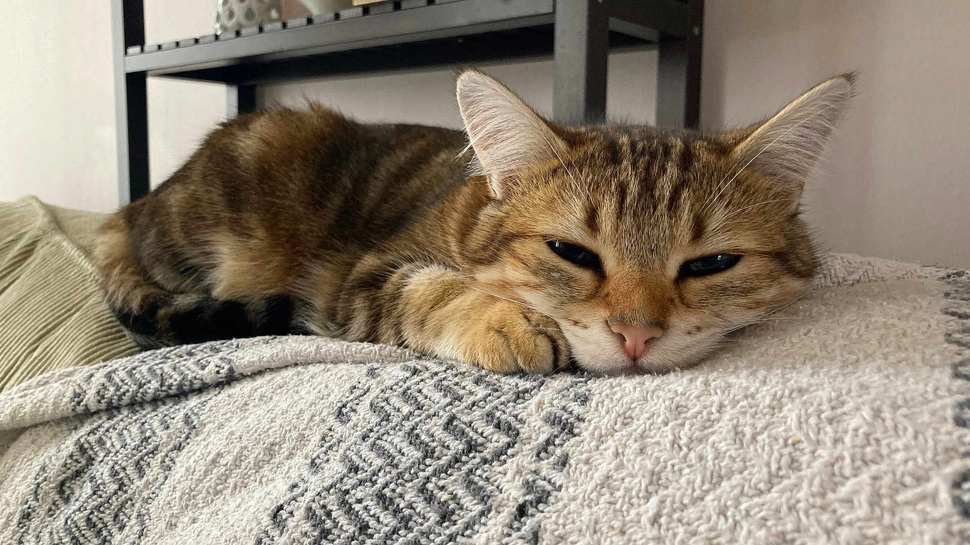Louloute participe au concours pour gagner de l'argent avec cette photo : cat, tabby, sleepy, pet, animal, feline, indoors, blanket, cozy, resting, fur, cute, closeup, face, ears, whiskers, home, soft, relaxed, nap