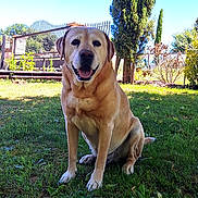Marley participe au concours pour gagner de l'argent avec cette photo : dog, labrador, golden_retriever, pet, animal, grass, tree, outdoor, garden, sunny, happy, smiling, canine, nature, leaves, blue_sky, fence, park, sitting, friendly