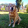 dog, labrador, golden_retriever, pet, animal, grass, tree, outdoor, garden, sunny, happy, smiling, canine, nature, leaves, blue_sky, fence, park, sitting, friendly