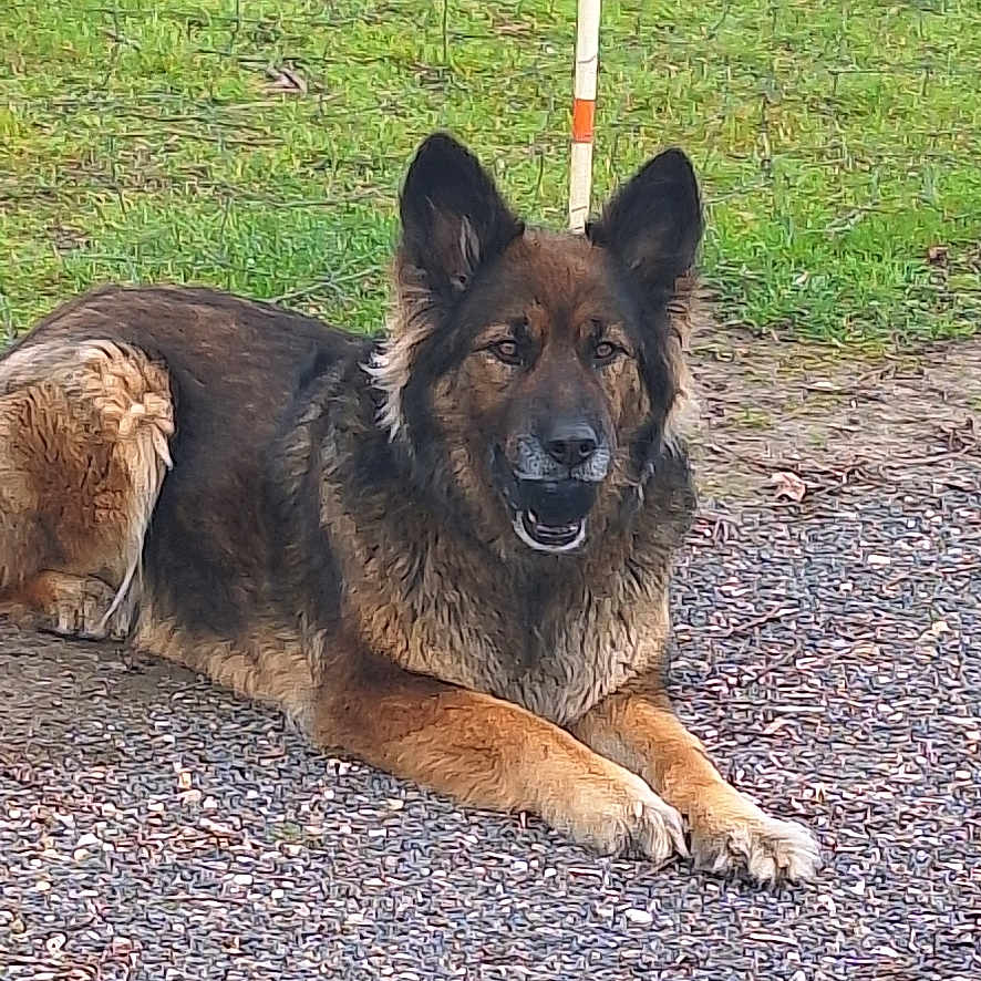 Naya