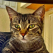 Bella is registered to the contest to win money with this photo: cat, tabby, indoor, pet, feline, animal, green_eyes, whiskers, ears, fur, closeup, portrait, paws, resting, domestic, cute, mammal, house, relaxed, looking