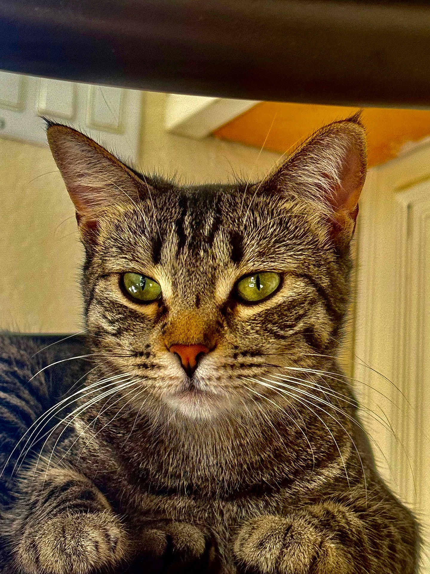 Bella