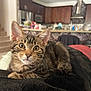 Alice is registered to the contest to win money with this photo: cat, kitten, tabby, indoor, pet, feline, animal, curious, ears, whiskers, eyes, blanket, cozy, home, kitchen, fur, resting, closeup, young, cute