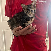 Alice is registered to the contest to win money with this photo: kitten, cat, tabby, hand, person, red_shirt, indoor, curious, pet, animal, young_cat, feline, holding, portrait, casual_clothing, home, cute, small, whiskers, ears