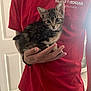 kitten, cat, tabby, hand, person, red_shirt, indoor, curious, pet, animal, young_cat, feline, holding, portrait, casual_clothing, home, cute, small, whiskers, ears
