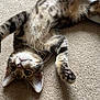Alice joined the competition — help win amazing prizes! kitten, tabby, cat, pet, feline, carpet, indoor, playful, cute, fur, whiskers, paw, stretching, young, animal, mammal, domestic, relaxed, upside_down, curious