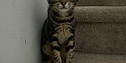 Alice is registered to the contest to win money with this photo: kitten, cat, tabby, stairs, carpet, pet, animal, indoor, cute, young, fur, whiskers, ears, sitting, looking, curious, small, mammal, domestic, quiet