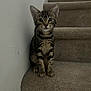 kitten, cat, tabby, stairs, carpet, pet, animal, indoor, cute, young, fur, whiskers, ears, sitting, looking, curious, small, mammal, domestic, quiet