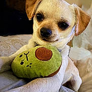 Snooki joined the competition — help win amazing prizes! adorable, animal, avocado, bed, closeup, companion, couch, cute, dog, ears, face, fur, indoor, pet, playful, plush, puppy, relaxing, small_dog, toy
