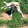 Snooki joined the competition — help win amazing prizes! animal, canine, collar, cute, daytime, dog, fur, grass, greenery, happy, mammal, nature, outdoor, pet, playful, relaxed, small_dog, smiling, sunlight, tongue