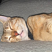 Finnola Elizabeth is registered to the contest to win money with this photo: cat, sleeping, tabby, close_up, pet, fur, whiskers, collar, nose, ear, blanket, bed, indoor, cozy, nap, portrait, domestic_cat, resting, cute, animal