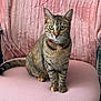 cat, tabby_cat, pet, chair, pink, blanket, green_eyes, collar, indoor, portrait, sitting, paws, fur, whiskers, furniture, cozy, upholstery, ears, looking_at_camera, domestic_animal