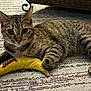 cat, tabby_cat, pet, animal, banana_toy, toy, bell, collar, carpet, rug, indoor, paws, whiskers, big_eyes, fur, striped, lying_down, close_up, cute, furniture
