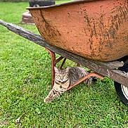 Finnola Elizabeth joined the competition — help win amazing prizes! cat, tabby_cat, wheelbarrow, rust, grass, backyard, outdoor, pet, collar, pet_tag, wood, wheel, lawn, relaxed, shaded, portrait, animal, feline, nature, ground