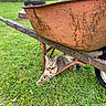 Finnola Elizabeth joined the competition — help win amazing prizes! animal, backyard, cat, collar, feline, grass, ground, lawn, nature, outdoor, pet, pet_tag, portrait, relaxed, rust, shaded, tabby_cat, wheel, wheelbarrow, wood