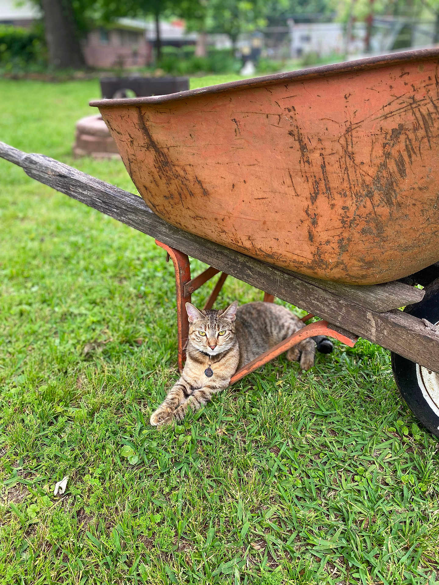 Finnola Elizabeth joined the competition — help win amazing prizes! cat, tabby_cat, wheelbarrow, rust, grass, backyard, outdoor, pet, collar, pet_tag, wood, wheel, lawn, relaxed, shaded, portrait, animal, feline, nature, ground