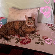 Finnola Elizabeth joined the competition — help win amazing prizes! animal, bed, blanket, cat, comfortable, cozy, cute, domestic_cat, feline, floral_pattern, heart_overlay, home, indoor, pet, pillow, relaxed, resting, sleeping_area, soft_lighting, tabby_cat