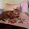 animal, bed, blanket, cat, comfortable, cozy, cute, domestic_cat, feline, floral_pattern, heart_overlay, home, indoor, pet, pillow, relaxed, resting, sleeping_area, soft_lighting, tabby_cat