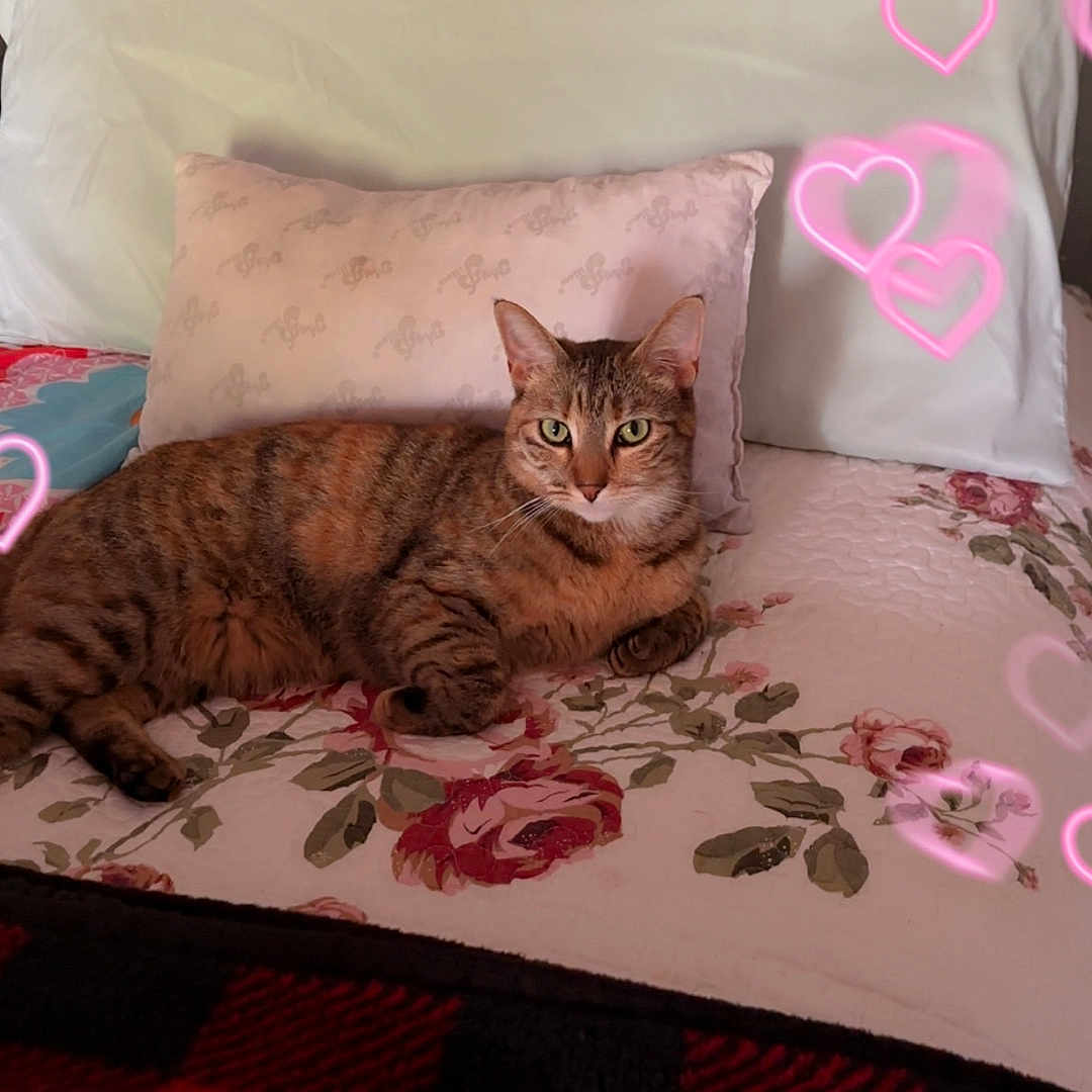 Finnola Elizabeth joined the competition — help win amazing prizes! animal, bed, blanket, cat, comfortable, cozy, cute, domestic_cat, feline, floral_pattern, heart_overlay, home, indoor, pet, pillow, relaxed, resting, sleeping_area, soft_lighting, tabby_cat