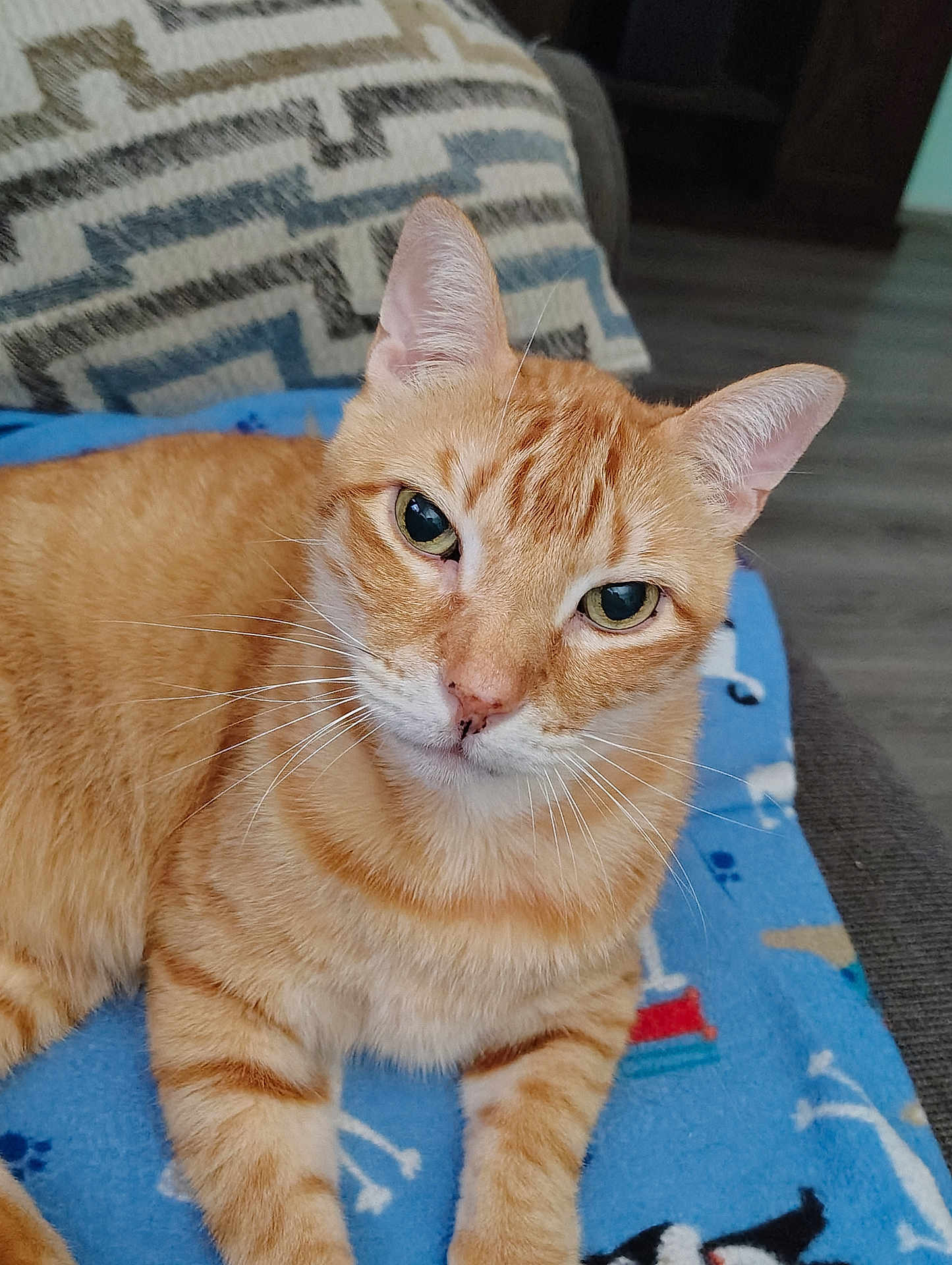 Charlie is registered to the contest to win money with this photo: cat, orange_tabby, pet, animal, feline, whiskers, ears, green_eyes, blanket, patterned_blanket, couch, indoor, cozy, relaxed, looking_at_camera, fur, striped, home, floor, closeup