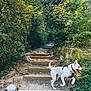 Stewart joined the competition — help win amazing prizes! adventure, canine, dirt_path, dog, earth, forest, greenery, happy, leash, leaves, nature, outdoor, park, playful, shadows, stairs, sunlight, trees, walking, white_dog